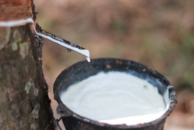 Close-up of latex on tree