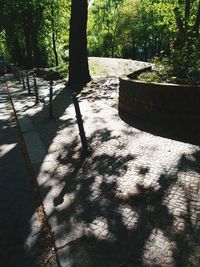 Close-up of shadow on tree