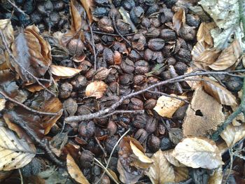 Close-up of dry leaves on ground