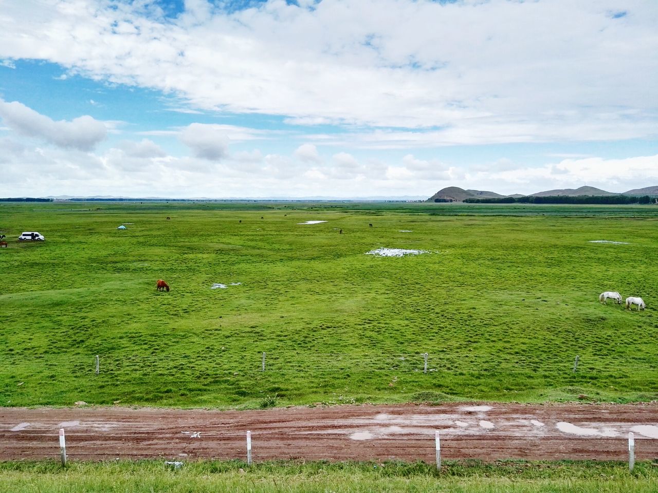 SHEEP GRAZING ON GRASSY FIELD