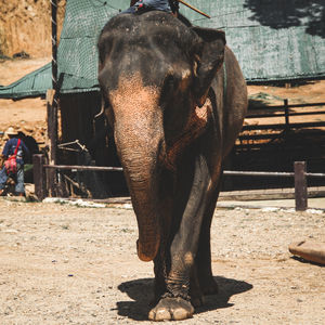 Elephant standing in zoo