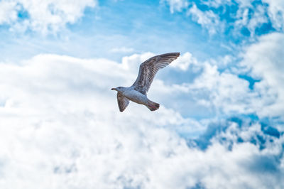 Low angle view of bird flying against sky