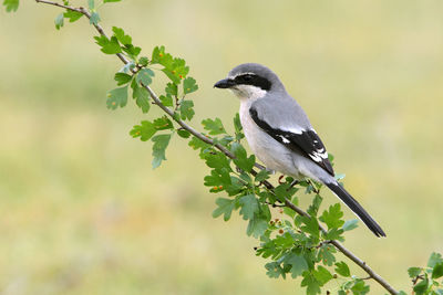 Close-up of bird perching on plant