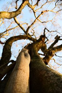 Low angle view of bare trees against sky