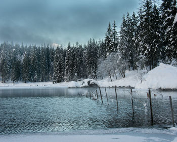 Frozen plants by trees against sky during winter