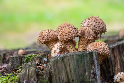 Close-up of mushroom growing on tree stump