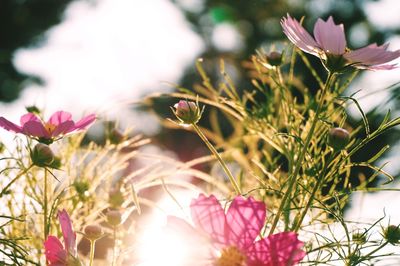 Close-up of pink flowers