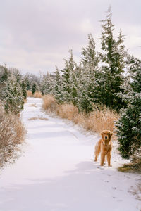 Dog on road against sky during winter