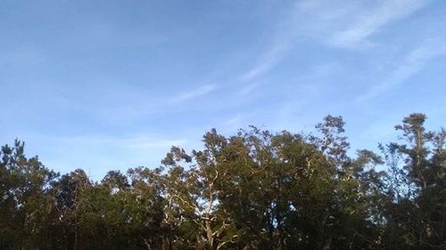 Low angle view of trees against blue sky