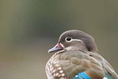 Single female mandarin duck