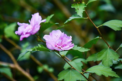 Close-up of pink flowers