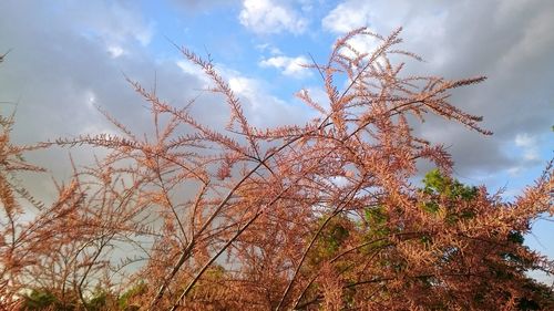 Low angle view of plants against cloudy sky