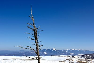 Snow covered tree against clear blue sky