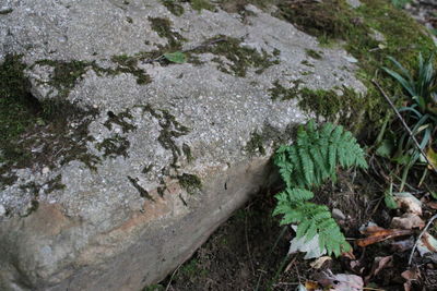 High angle view of plants