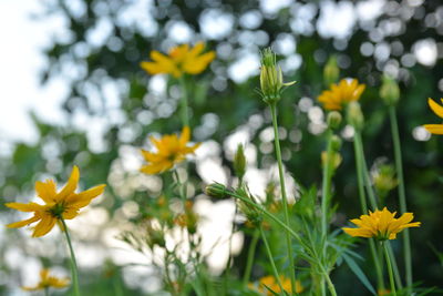 Close-up of yellow flowering plants on field