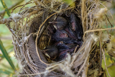 High angle view of bird in nest