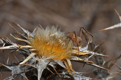 Close-up of dry plant on field