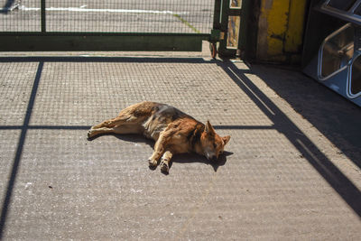 High angle view of dog on footpath