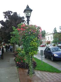 View of footpath along trees