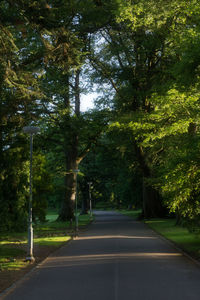 Road amidst trees