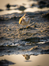 Seagull perching on a beach
