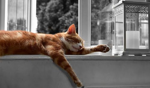 Cat sleeping on window sill