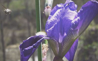 Close-up of purple flowers