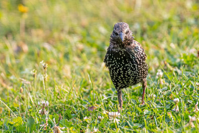 Close-up of a bird on field