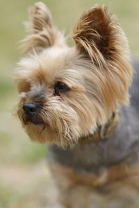 Close-up of a dog looking away