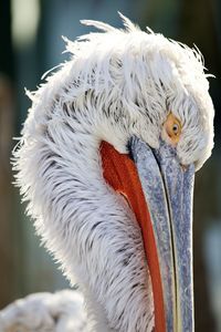 Close-up of pelican