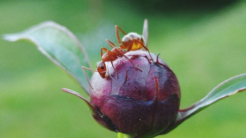 Close-up of ant on flower bud
