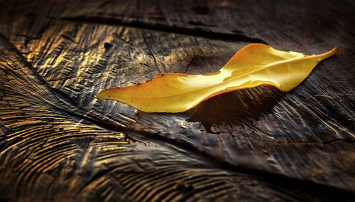 Close-up of autumn leaf on wooden table