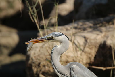 Close-up of gray heron perching