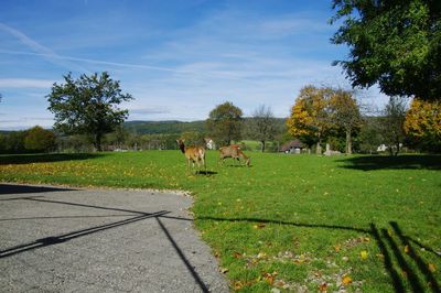 Horses on field against sky