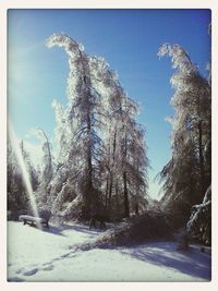 Trees in winter against sky