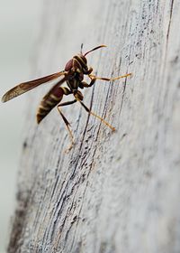 Close-up of insect on wood against wall