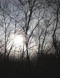 Low angle view of sunlight streaming through silhouette bare trees