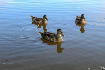 High angle view of duck swimming in lake