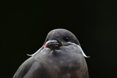 Close-up of a bird over black background