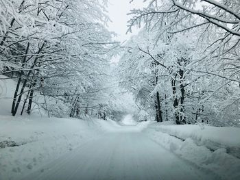 Snow covered plants and trees during winter