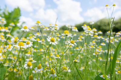 Close-up of yellow flowering plants on field