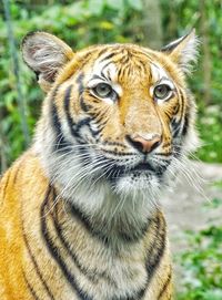 Close-up portrait of a tiger