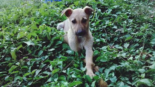 Portrait of a dog