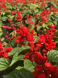 Red flowers blooming in bloom