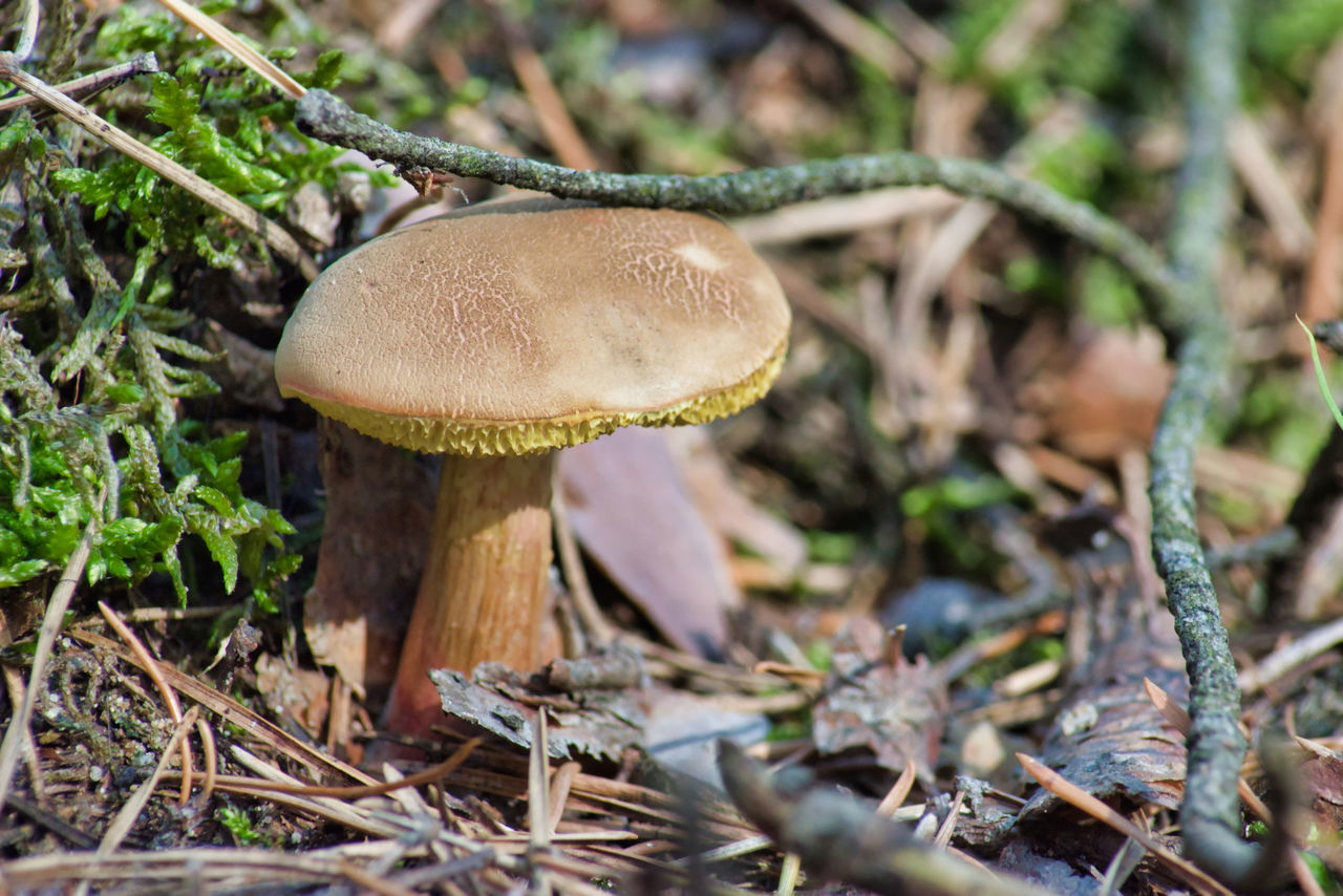 MUSHROOM GROWING ON FIELD