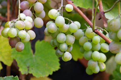 Close-up of grapes in vineyard