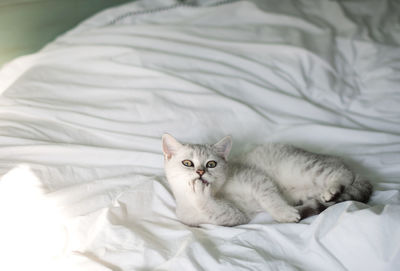 Small kitten scottish straight white with gray stripes is washed in a white bed