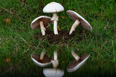 High angle view of mushrooms on field