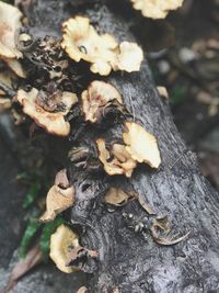 High angle view of mushrooms growing on tree trunk