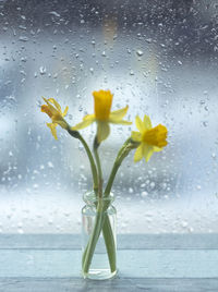 Close-up of wet yellow flowering plant during rainy season